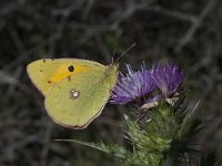 Colias alfacariensis 23, Zuidelijke luzernevlinder, Saxifraga-Willem van Kruijsbergen